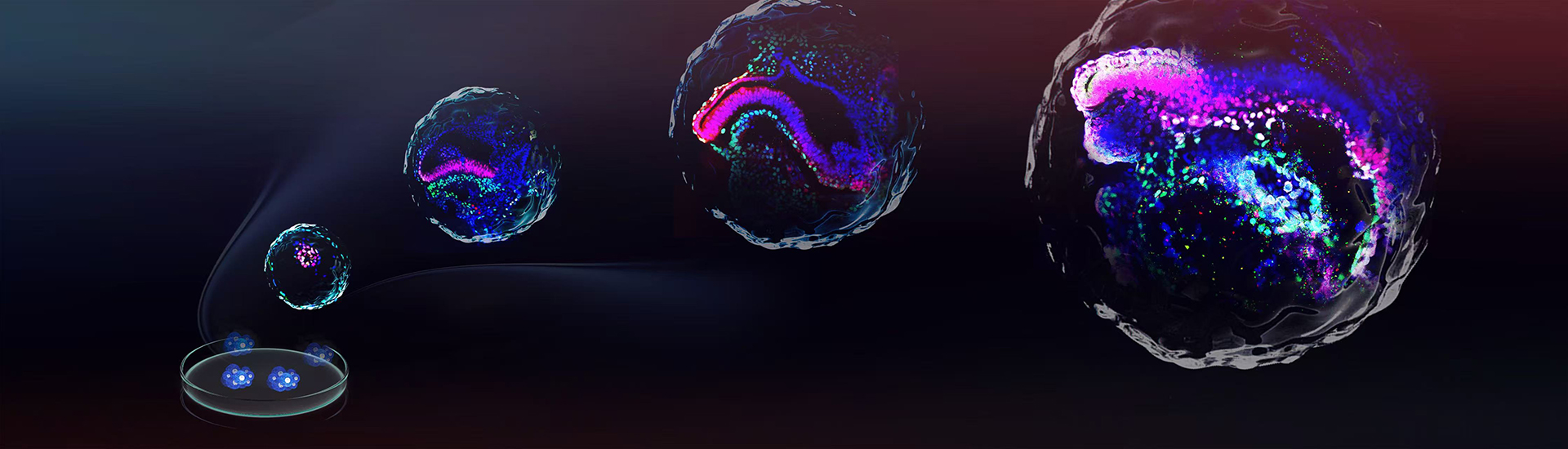 劉真組合作建立干細(xì)胞類(lèi)胚胎模型實(shí)現(xiàn)靈長(zhǎng)類(lèi)晚期原腸胚發(fā)育過(guò)程的體外模擬